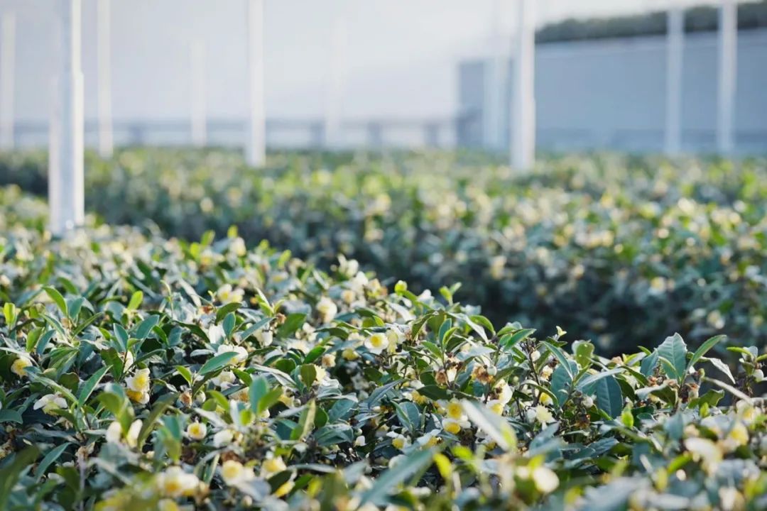 天目里美术馆丨中国杭州丨伦佐·皮亚诺建筑事务所-74