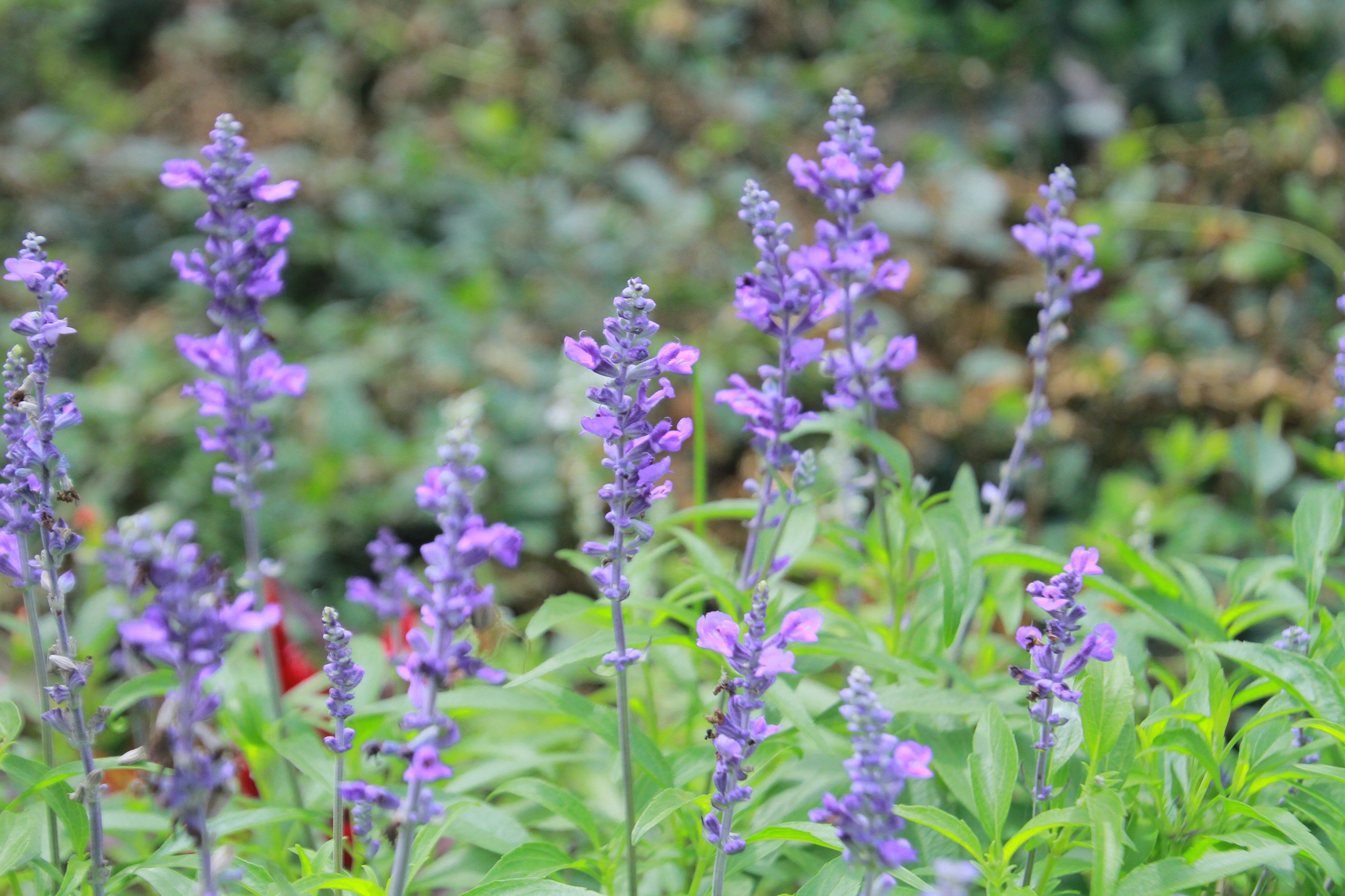 武汉脉动生态花园：一座由工厂废弃物建成的花园丨中国武汉丨盖娅朴门设计-34