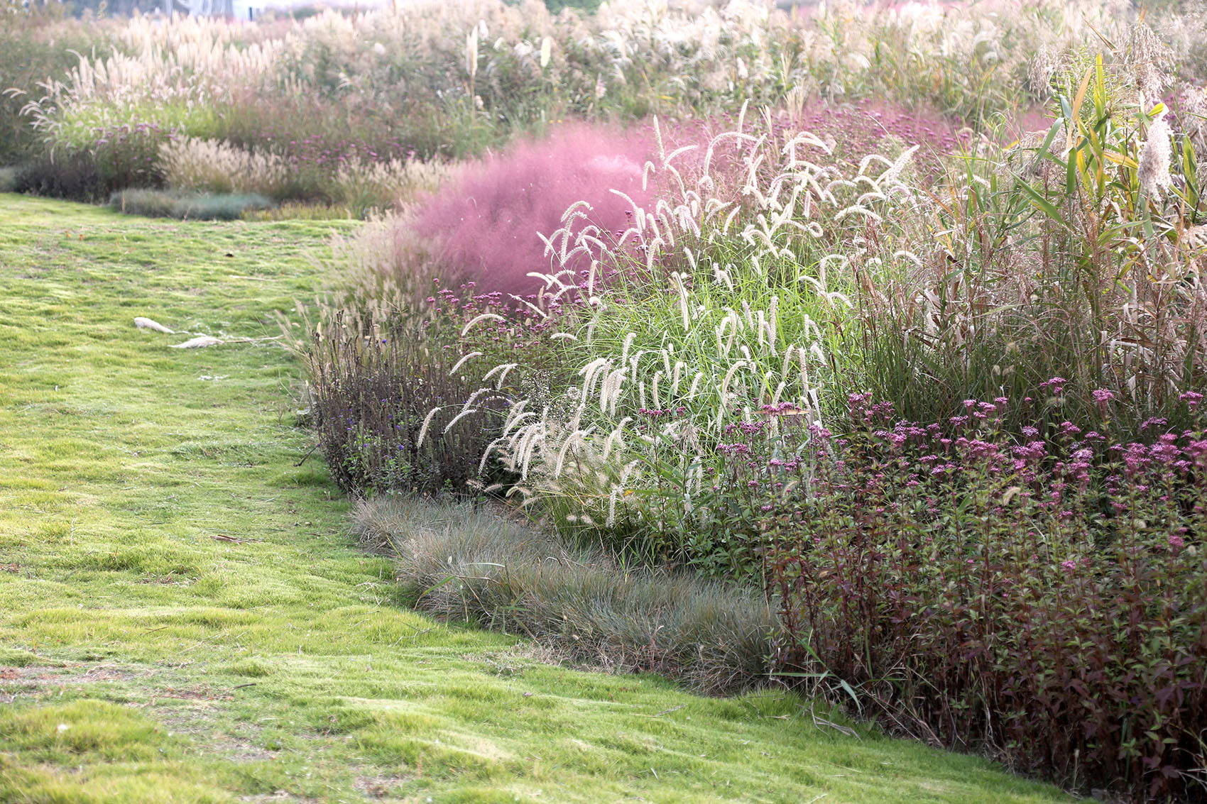 多岛海野草公园丨中国日照丨孔祥伟工作室-127