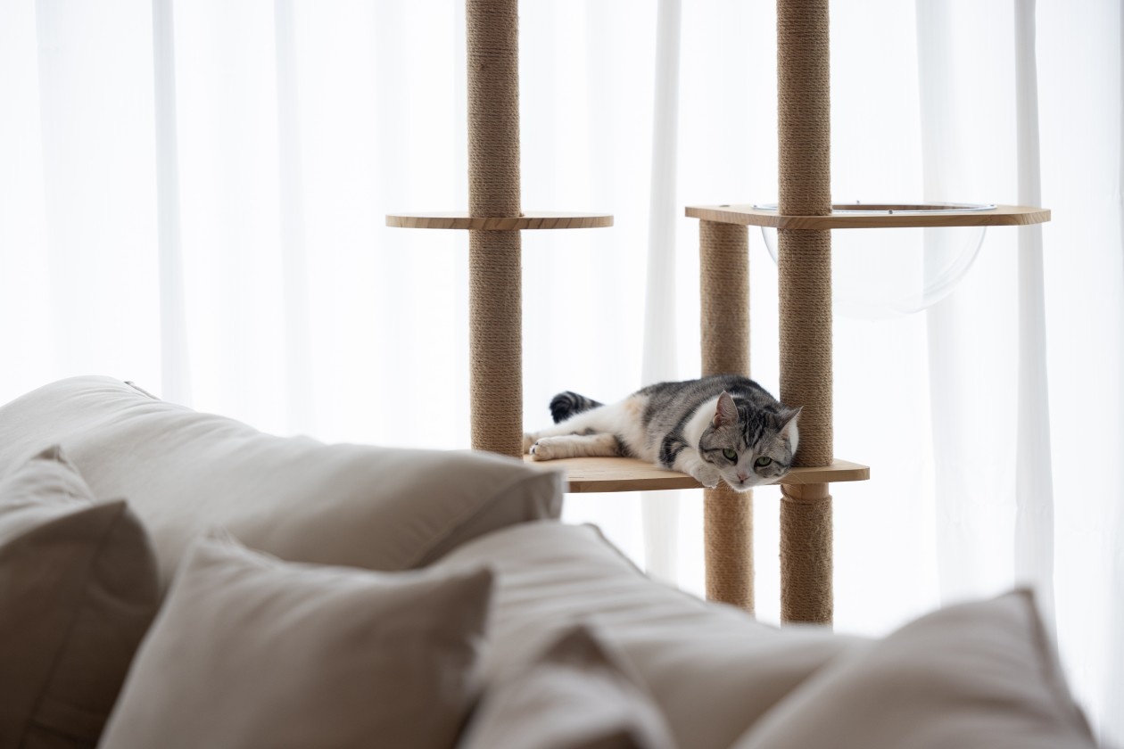 和喵呜一起的奶乎乎的家丨中国昆明丨钟俊峰-34