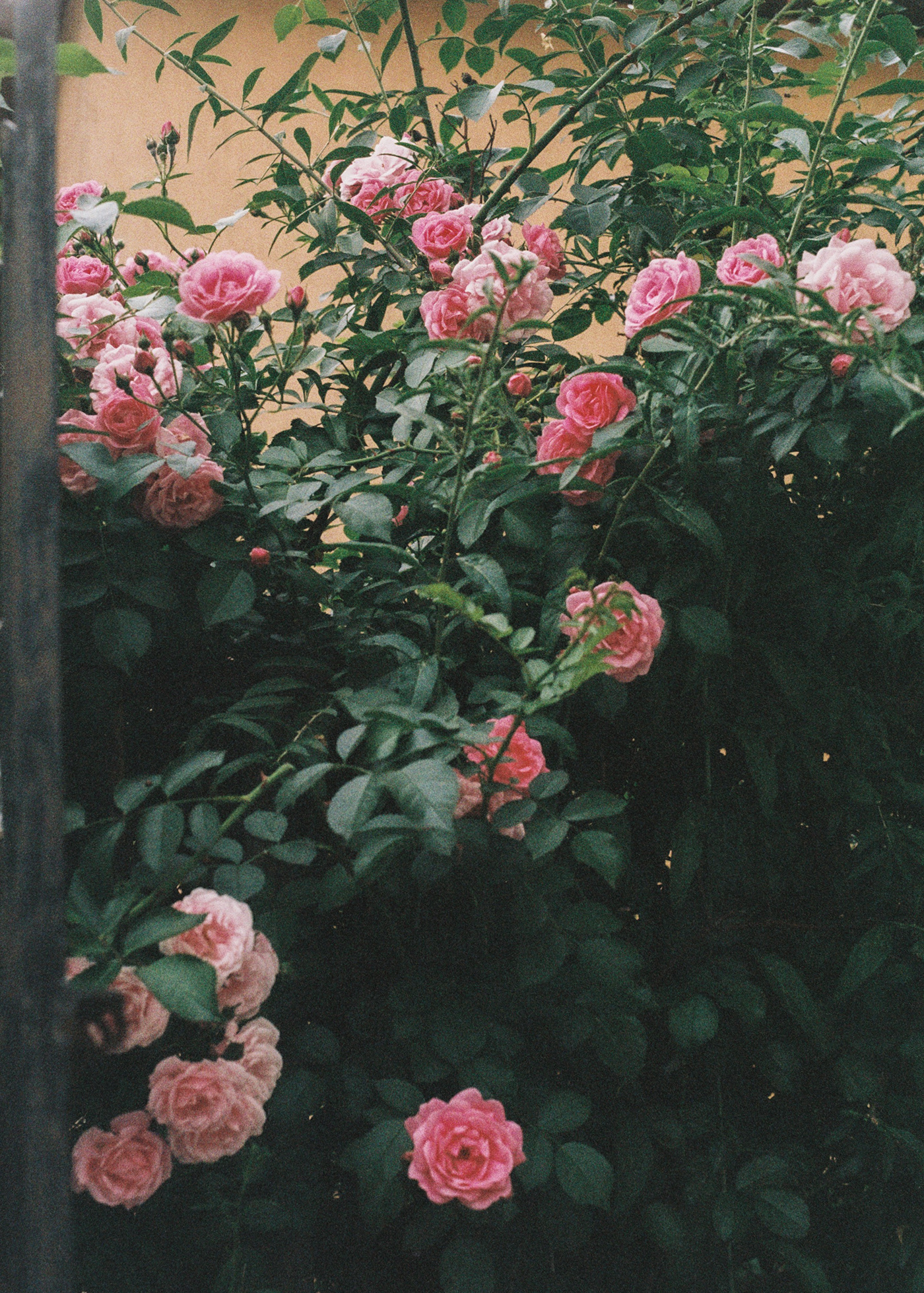 glimpses of Spring // 35mm film-5