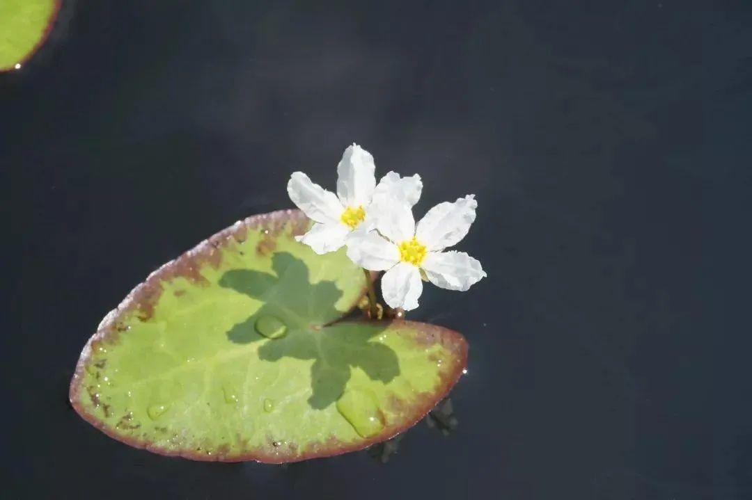 春天里的花海 · 适合种植的花草推荐-35