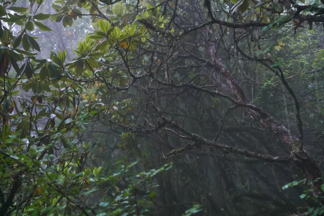 乐梵乐游阿坝徒步团建——挑战与互助的旅程-187