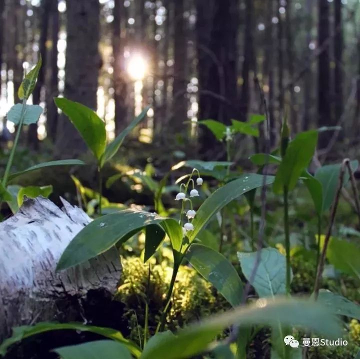 铃兰花开 | 幸福之花的艺术之路-11