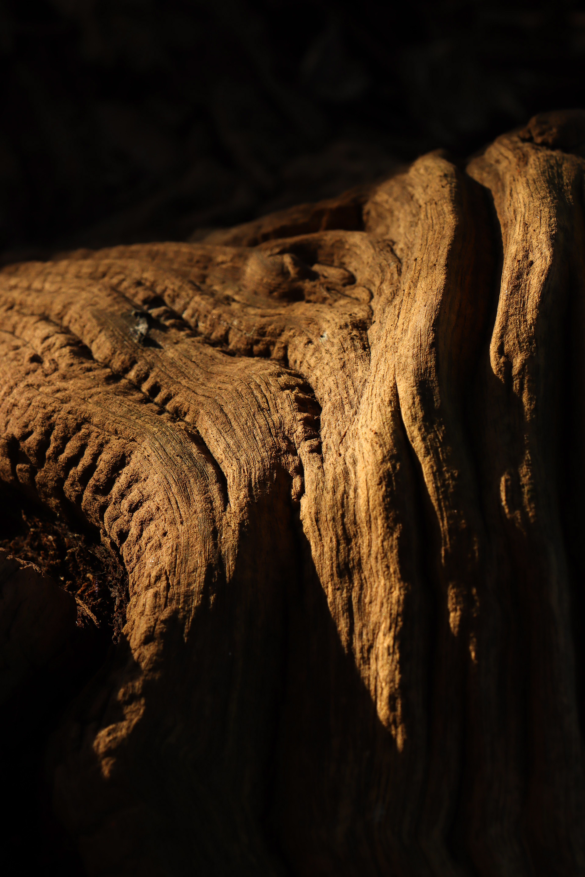 世界上的树木丨Sylvie D.-81