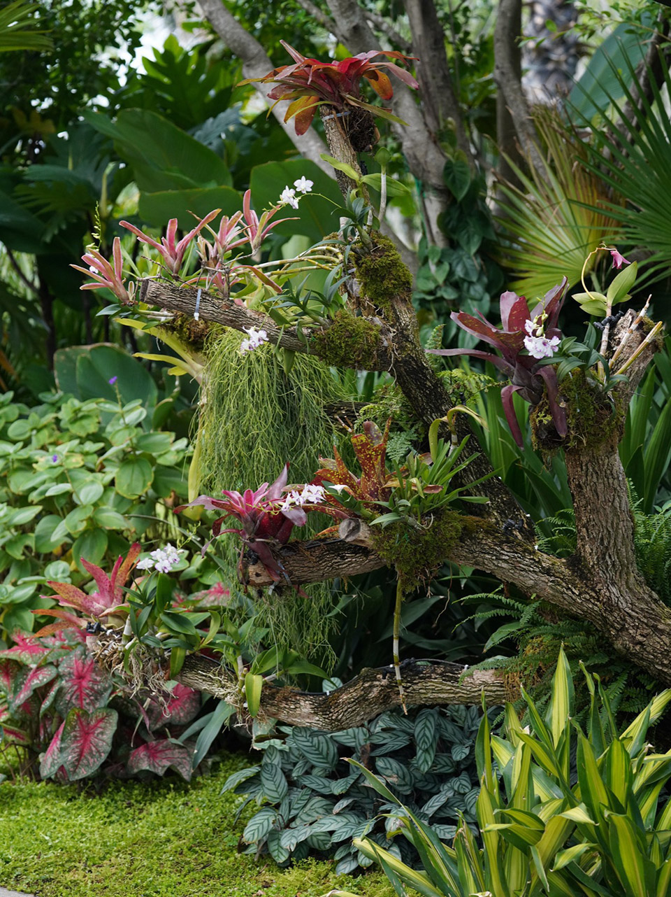 三亚海棠河生态公园阔叶浅溪段的花境生态营造丨中国三亚丨LOLA景观建筑设计事务所-69