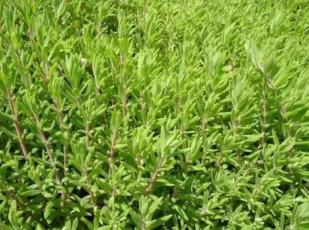 花境设计常用 60 种植物，让花园变得绚丽多彩-62