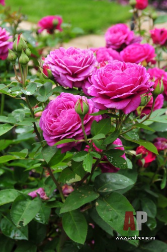 带草坪的公园景观设计（浪漫公园带草坪）丨俄罗斯莫斯科丨IL NATURE-40