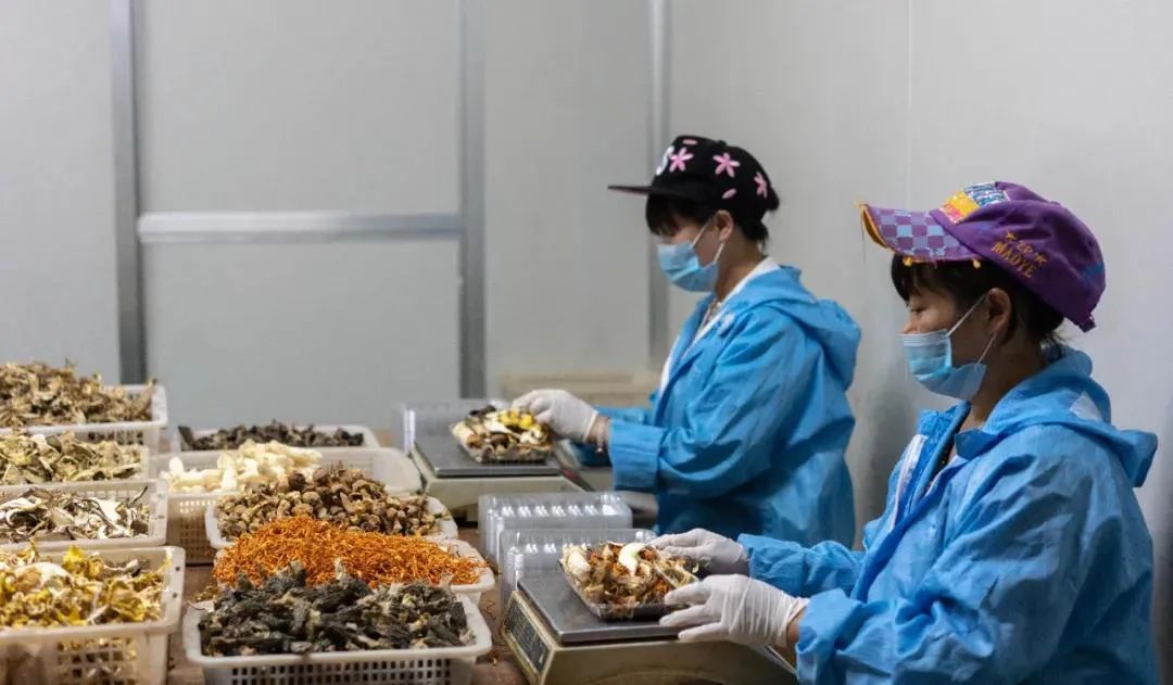 九种菌菇炖出冬日暖心汤丨中国云南-38