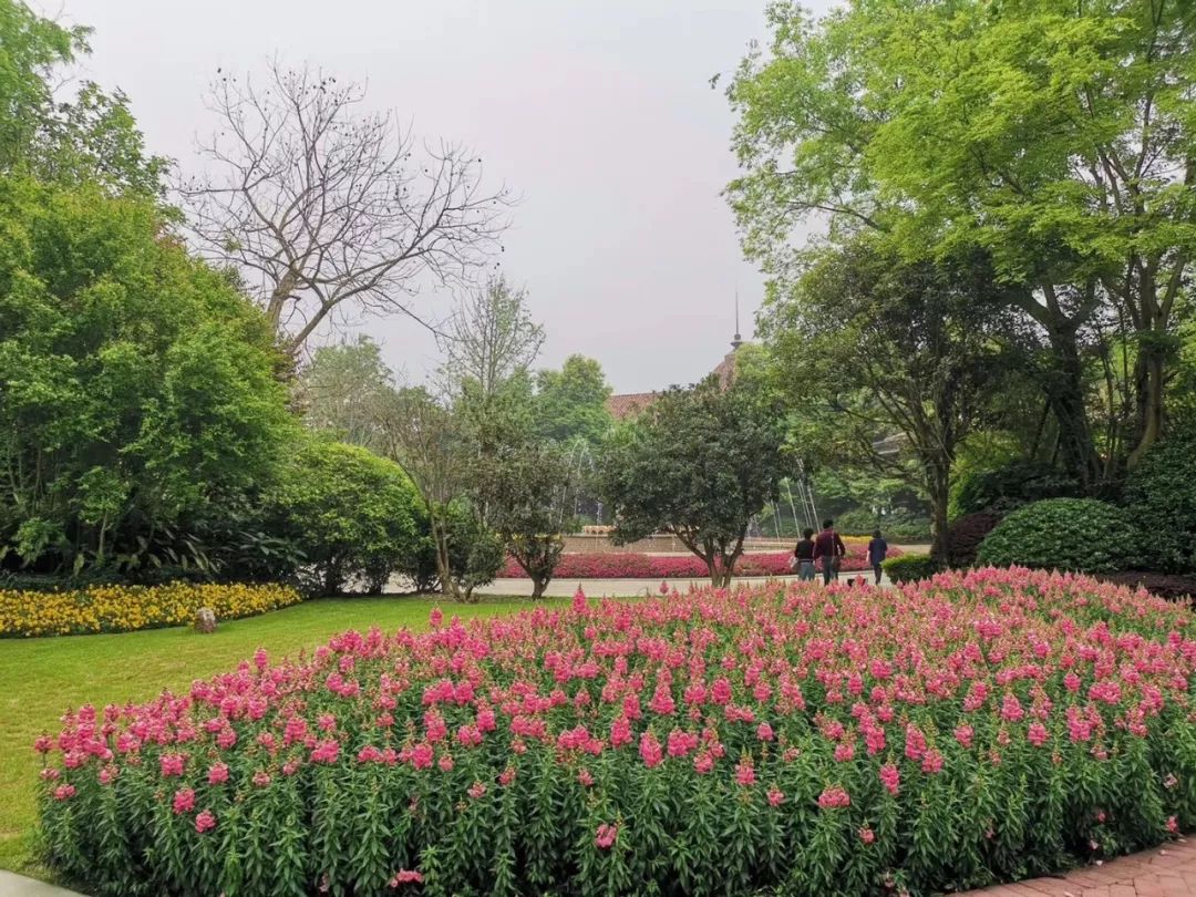 黄龙溪谷铂朗峰 | 乐梵造园的樱花盛开的别墅花园-25