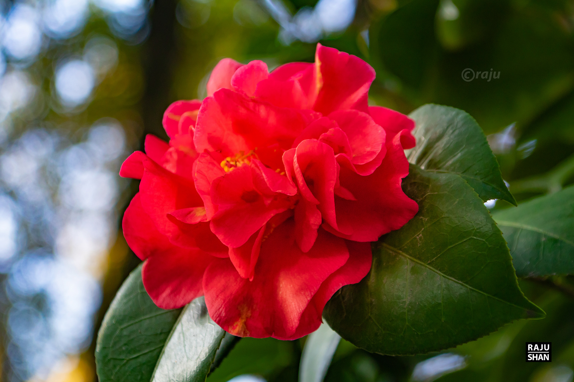 Guyi Garden & NanXinag Ancient Town- Shanghai-22