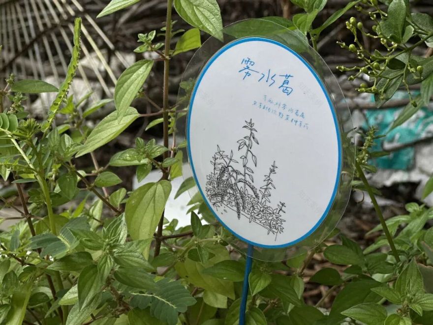 CACPA|花花花画画画-30