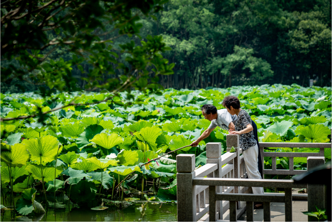 夏至·赏荷·生态修复丨中国上海丨上海亦境-17