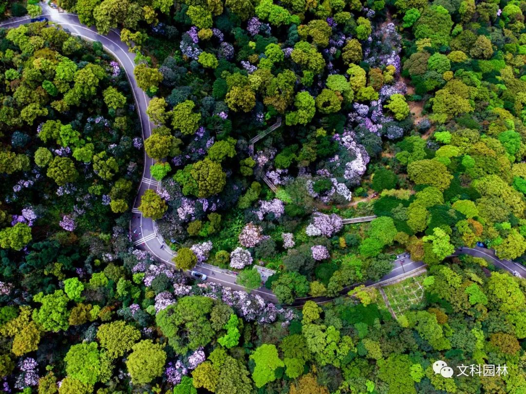 深圳市梧桐山第六届毛棉杜鹃花会景观设计丨中国深圳丨文科园林-16