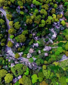 深圳市梧桐山第六届毛棉杜鹃花会景观设计丨中国深圳丨文科园林