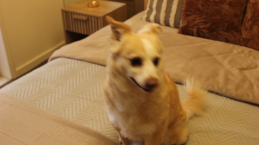 HOUSE OF NUNES住宅卧室重新设计-37