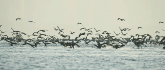 深圳湾文化广场丨中国深圳丨MAD建筑事务所-19