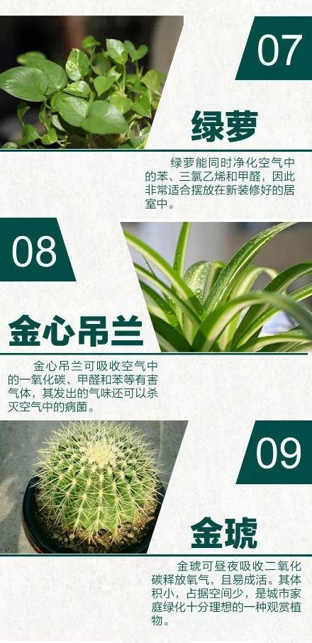 24 种天然空气净化器 家居绿植摆放设计指南-3