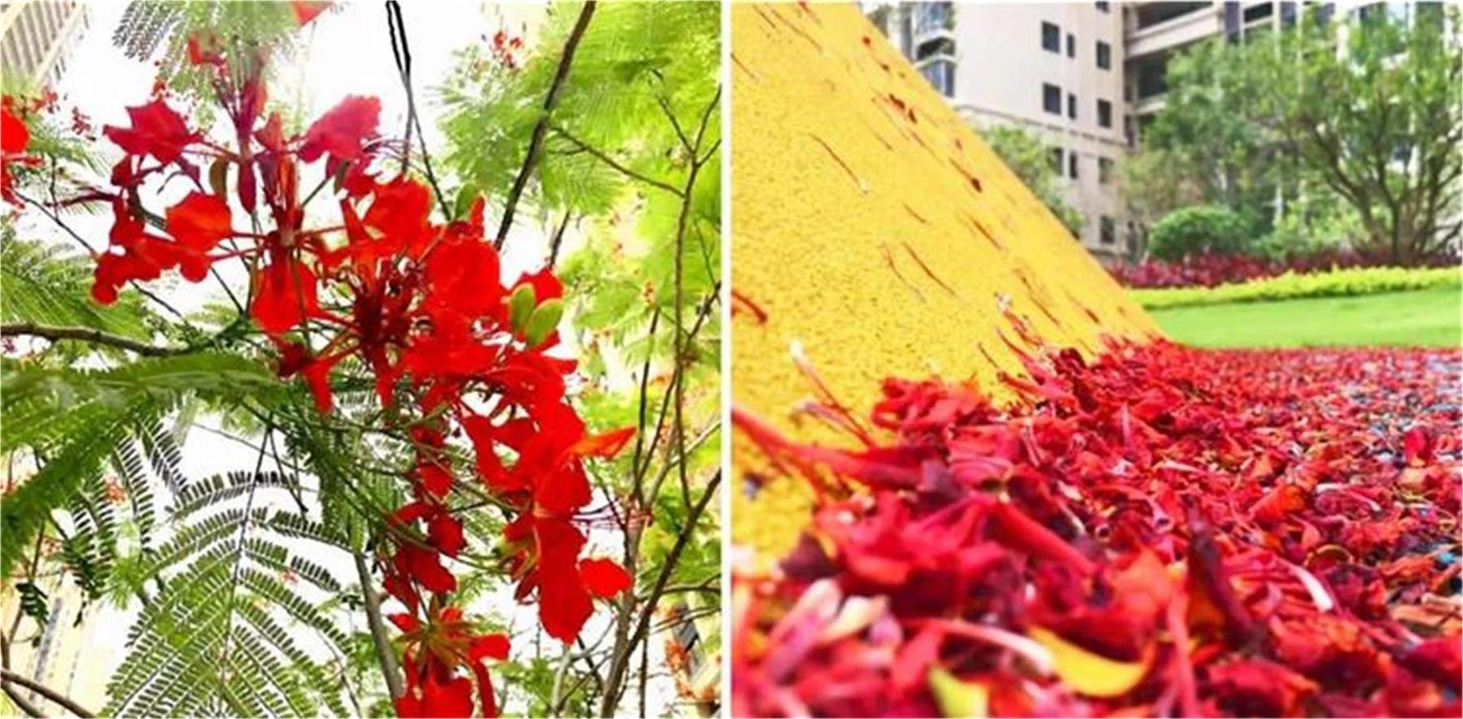 厦门龙湖新壹城 | 自然与青春的融合-8