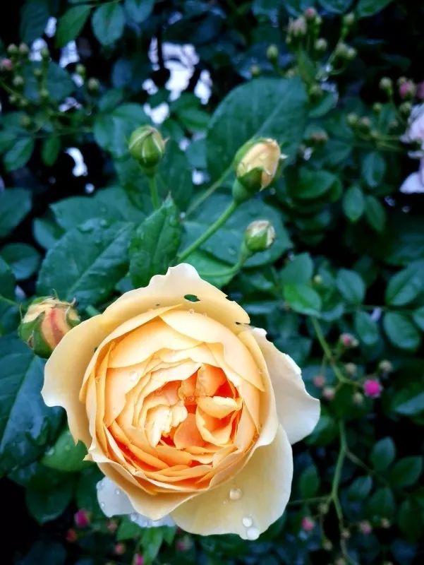 不惑之年，他自己动手建了一座楼顶花园，养花种菜喂鱼……-104