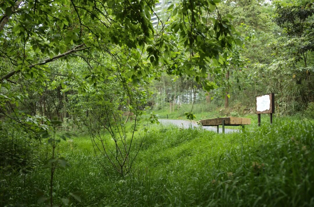 城市掌心的生态山野——麓野公园-134