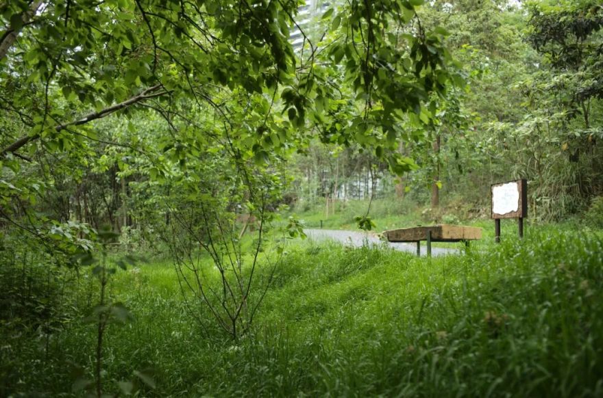 城市掌心的生态山野——麓野公园-134