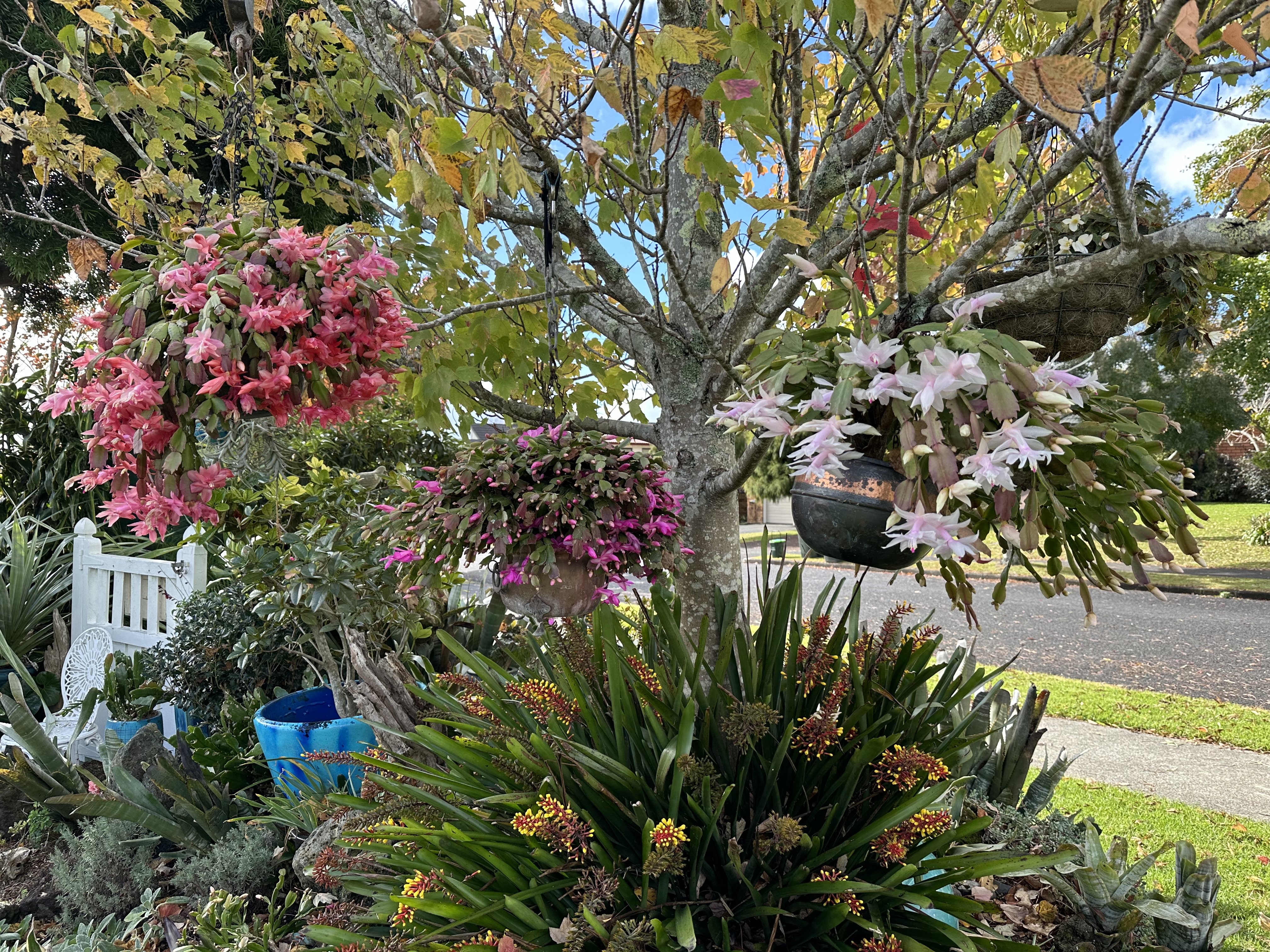 TwoConnect私人花园丨New ZealandAuckland丨Mary和Mark Jones-6