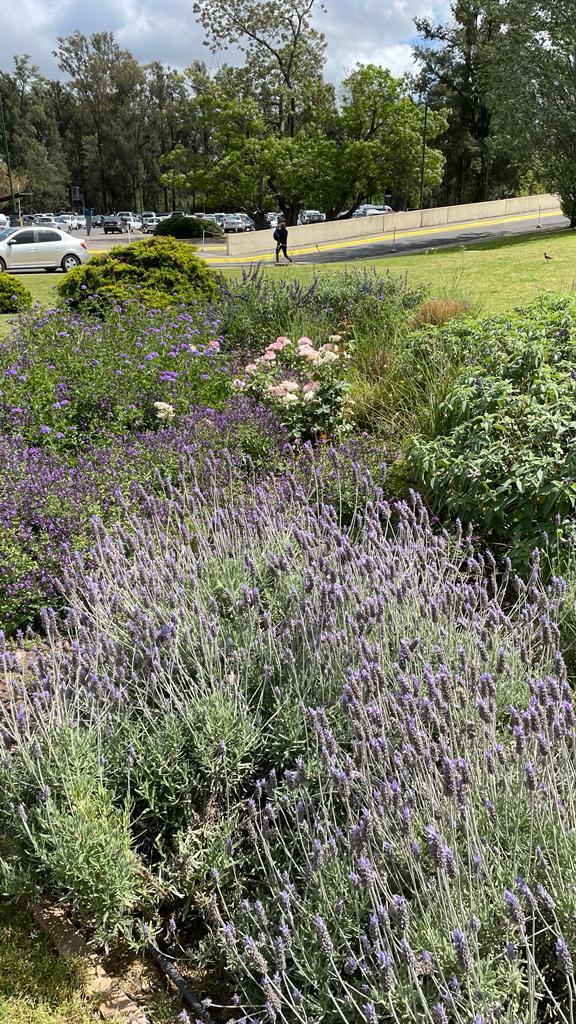 澳大利亚医院治疗花园设计项目丨阿根廷布宜诺斯艾利斯丨Valeria Lennon(农业工程师兼景观设计师)-7