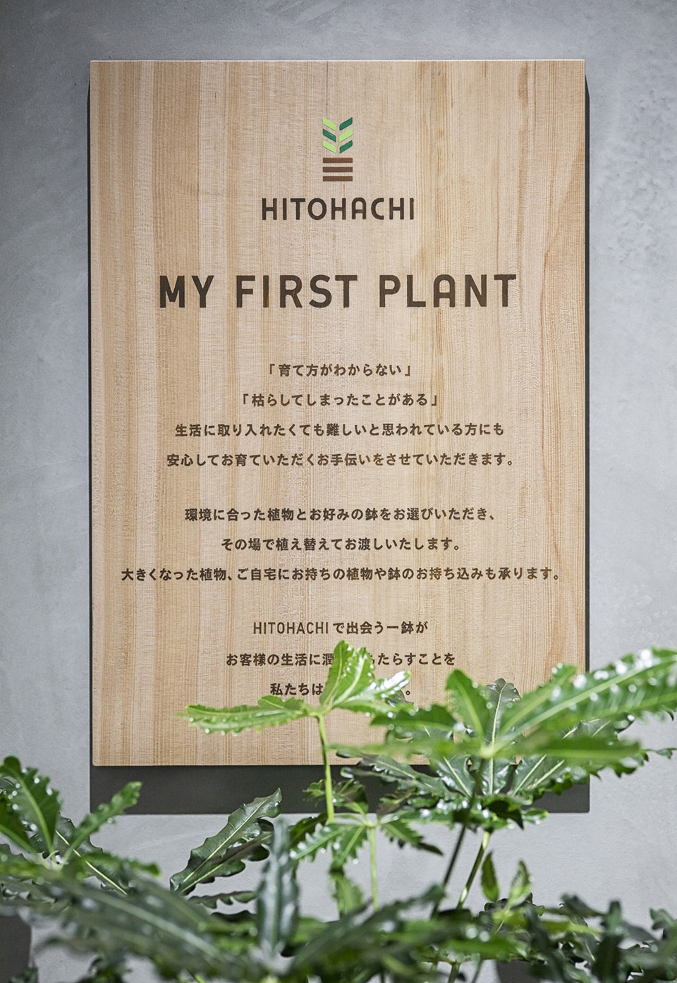 HITOHACHI 盆栽商店-44