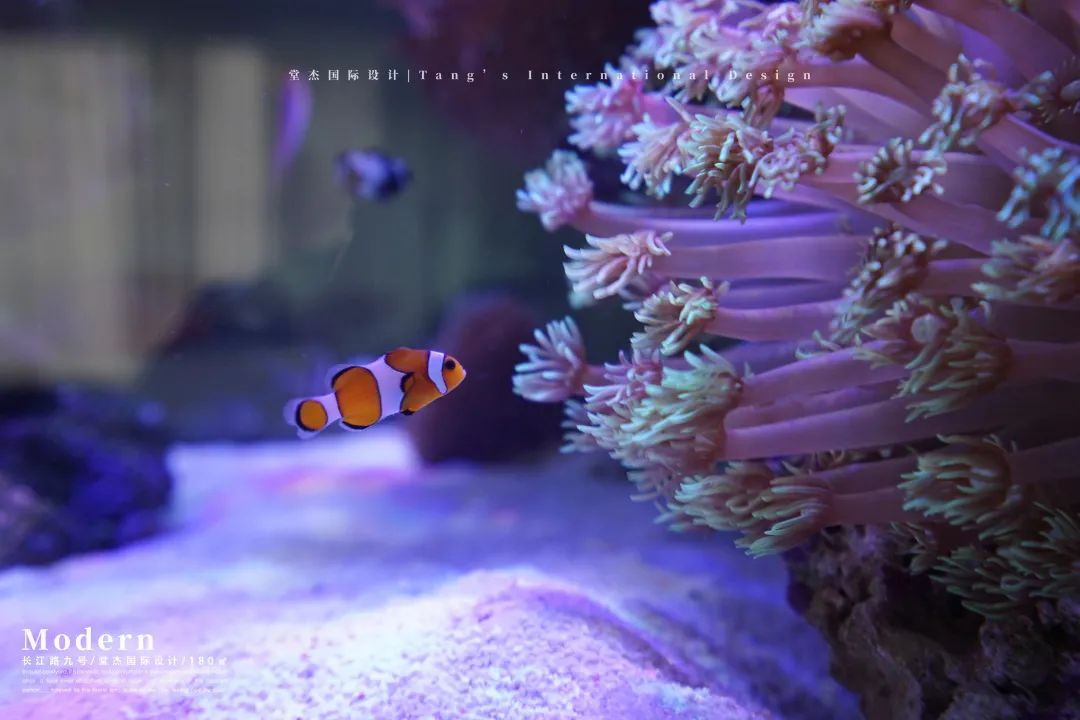 南京海底世界私宅设计丨中国南京丨堂杰国际设计-2