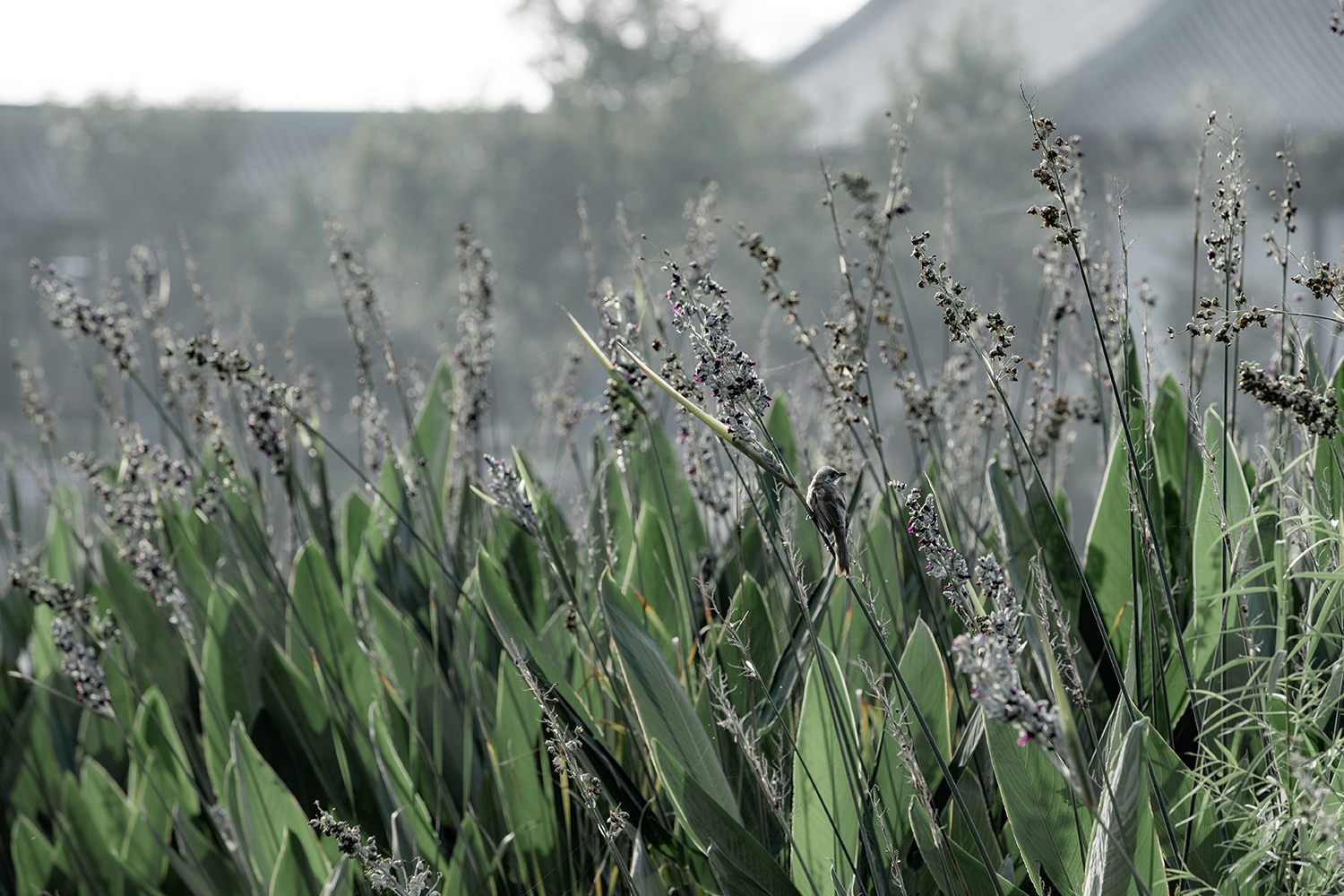 洛阳九洲池公园-36