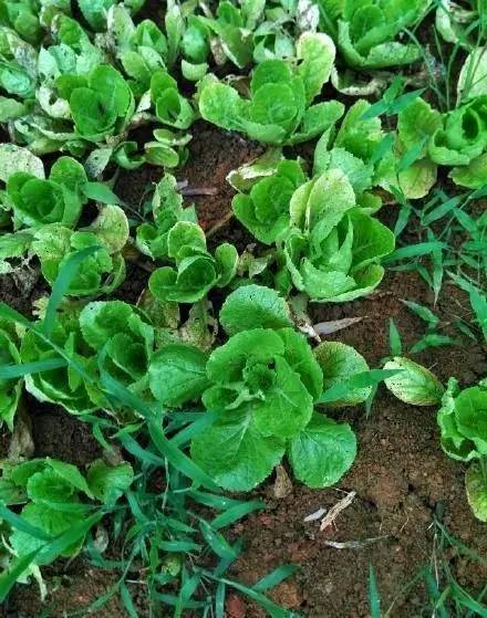 3个85后租下荒废院落,爆改成无数人的理想居所,仅花3万!-113