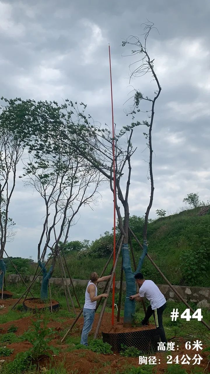 湖南衡阳 148 棵精品乌桕景观设计丨中国衡阳丨看见景观-54