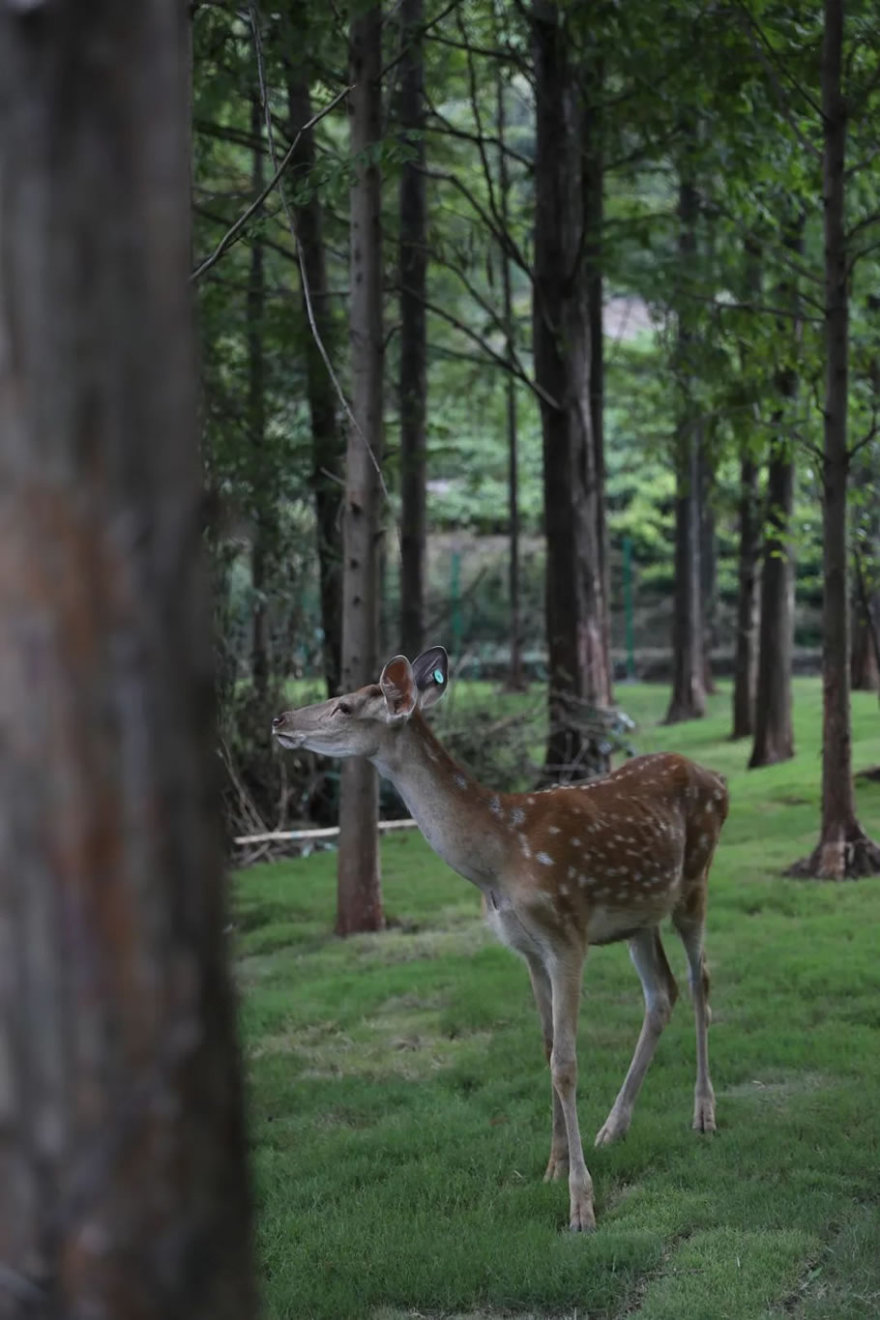 来野民宿·十二兽丨中国湖州丨杭州时上建筑空间设计事务所-79