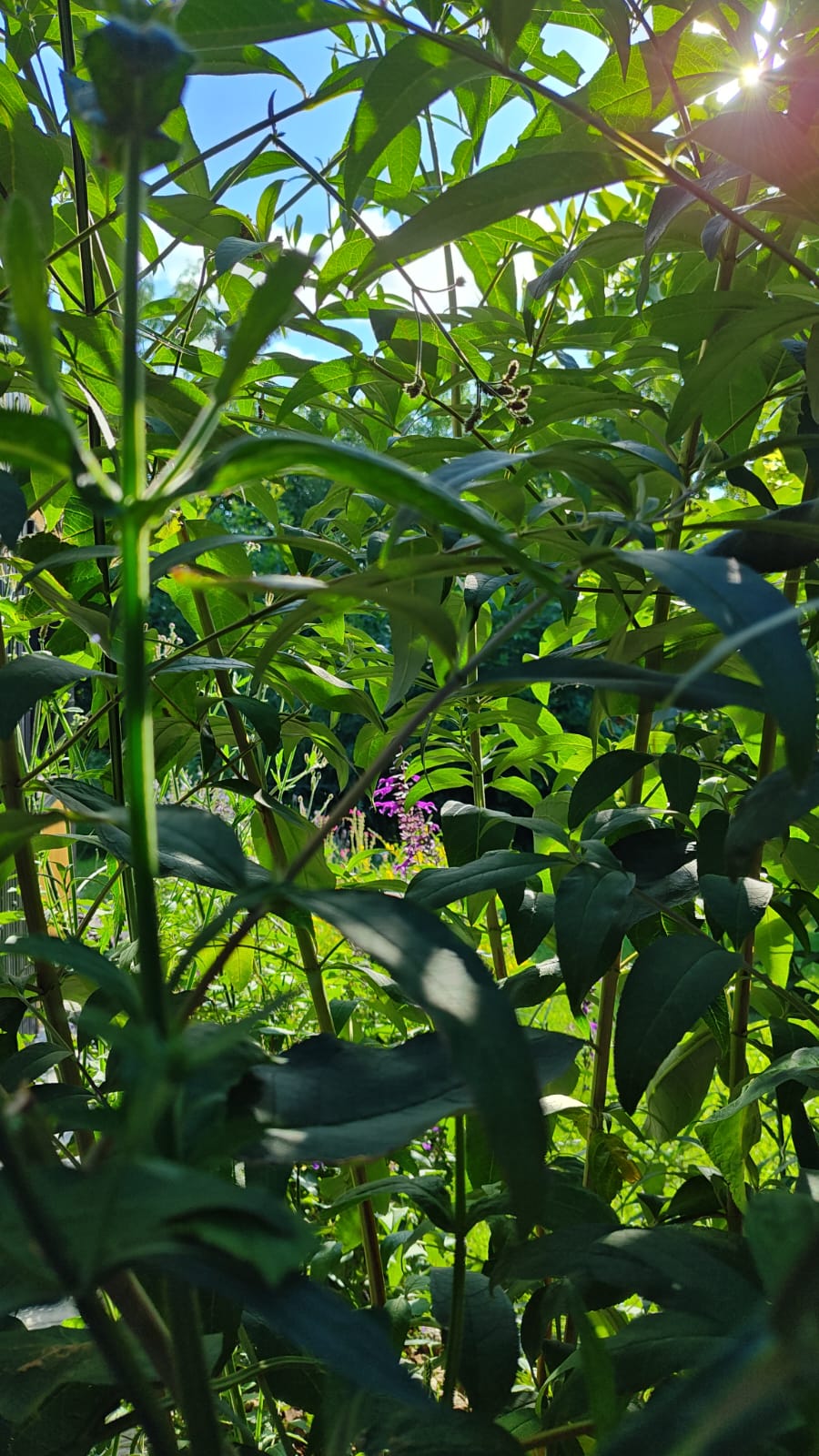 Las Magnolias  Chascomus 景观设计丨阿根廷布宜诺斯艾利斯-16