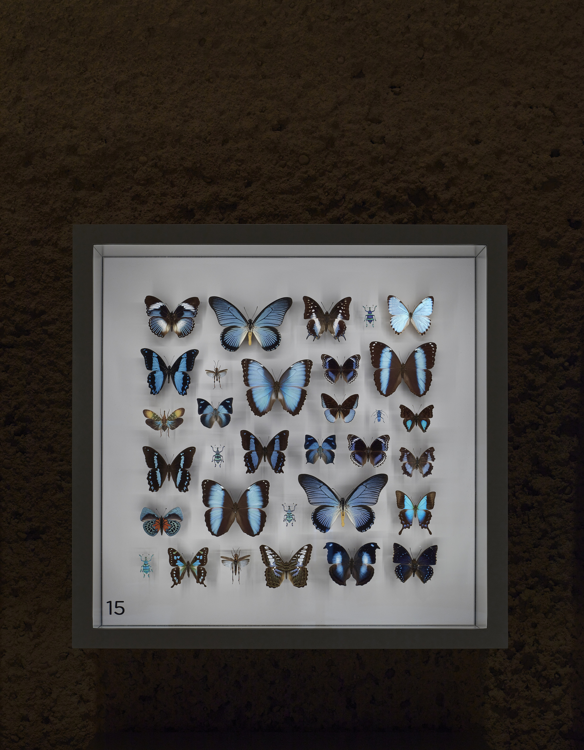 蒙特利尔昆虫馆丨加拿大蒙特利尔-34