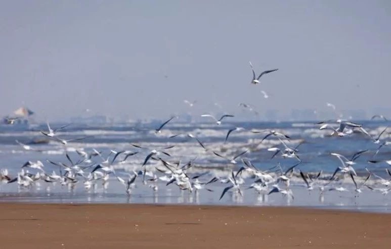 北戴河 400㎡白房子，诗意栖居梦的实现-1