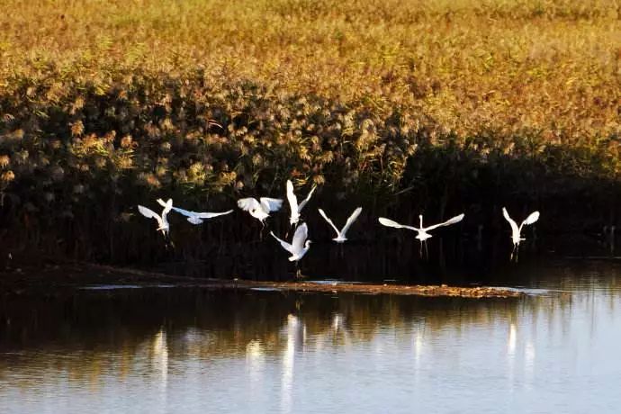 凤起花山 栖居乐鸣|绿城·武汉凤起乐鸣-11