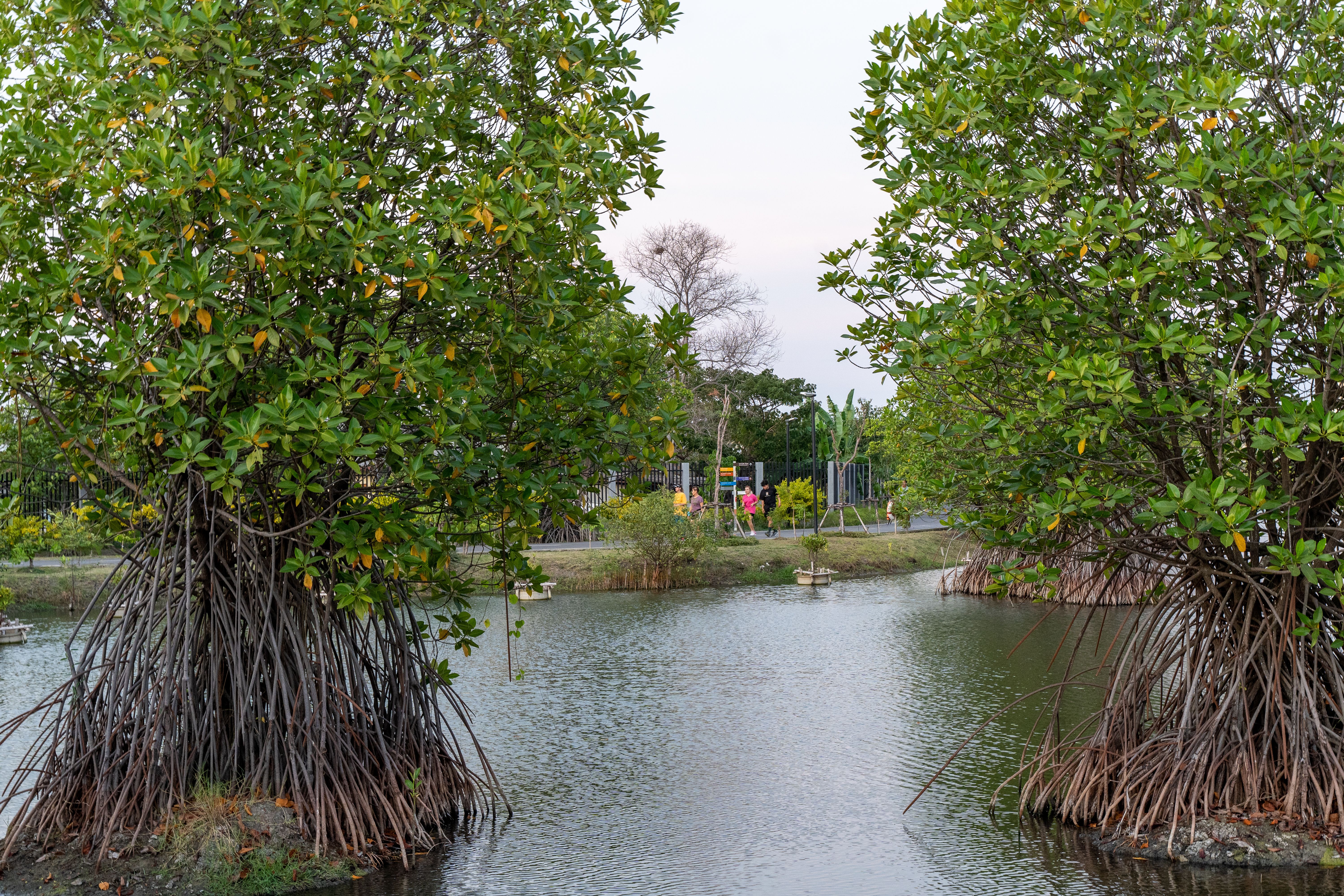 Thian Thale Phatthana Phrueksa Phirom Park | Shma Company Limited-14