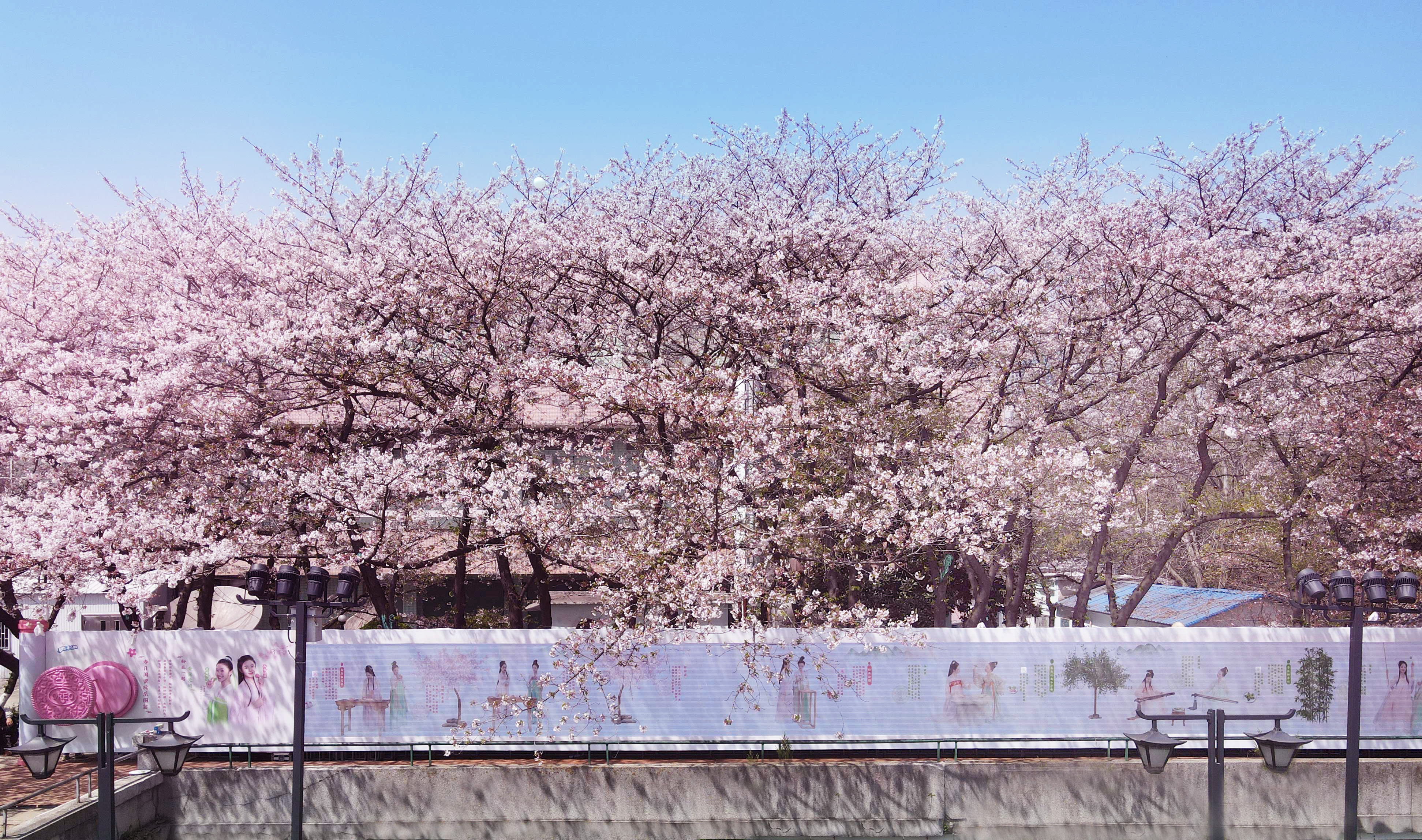 春日闺蜜的樱花古风之旅 · 奥利奥晴川阁艺术展丨中国武汉丨天与空,不是美术馆-8
