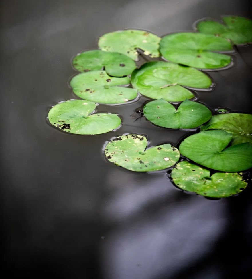 上海商船会馆花园丨中国上海丨上海北斗星景观设计工程有限公司-140