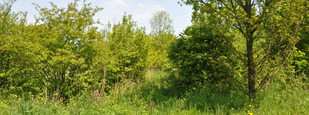 Prins Bernhardbos  种植方法研究丨荷兰-28