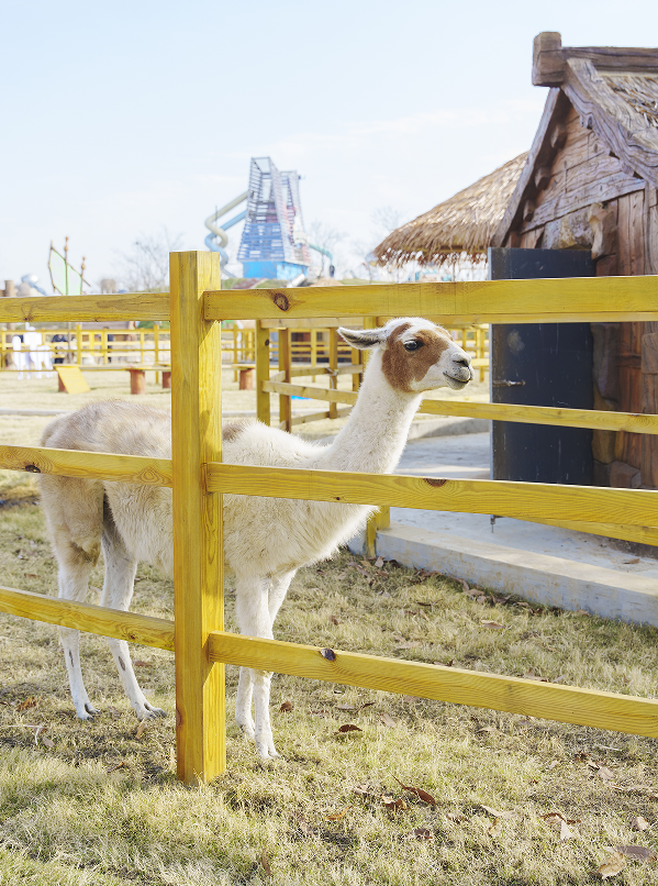 iMBox落地项目|田园牧歌，与鹭同栖，iMBox在风景美丽的扬州，助力打造了一个亲子度假胜地-54