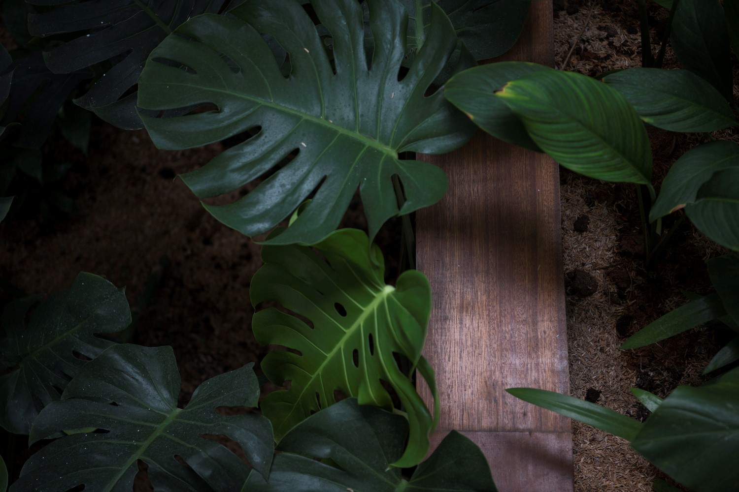 雅加达哈里曼住宅 | 艺术气息与自然共融的设计-7