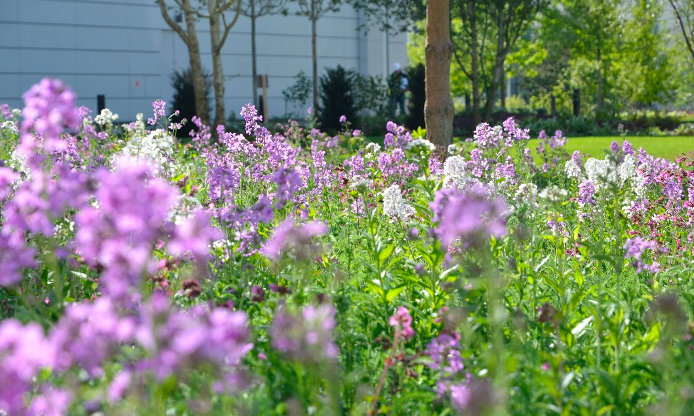
			 SKY TV Campus Gardens			-2