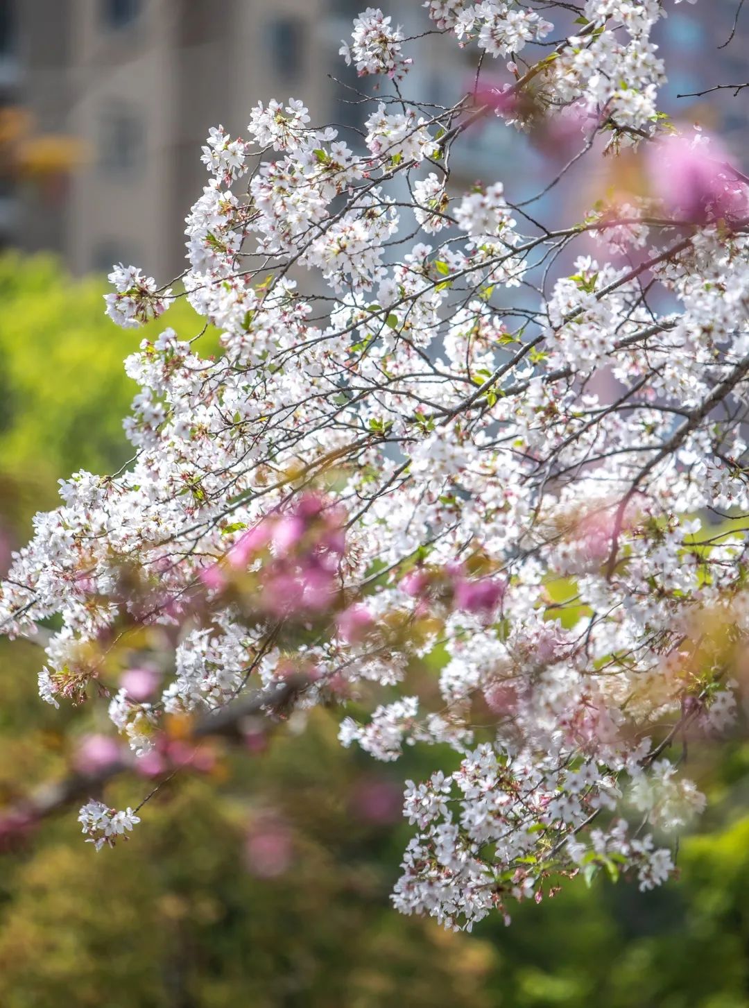 魔都五大赏樱胜地丨中国上海-60