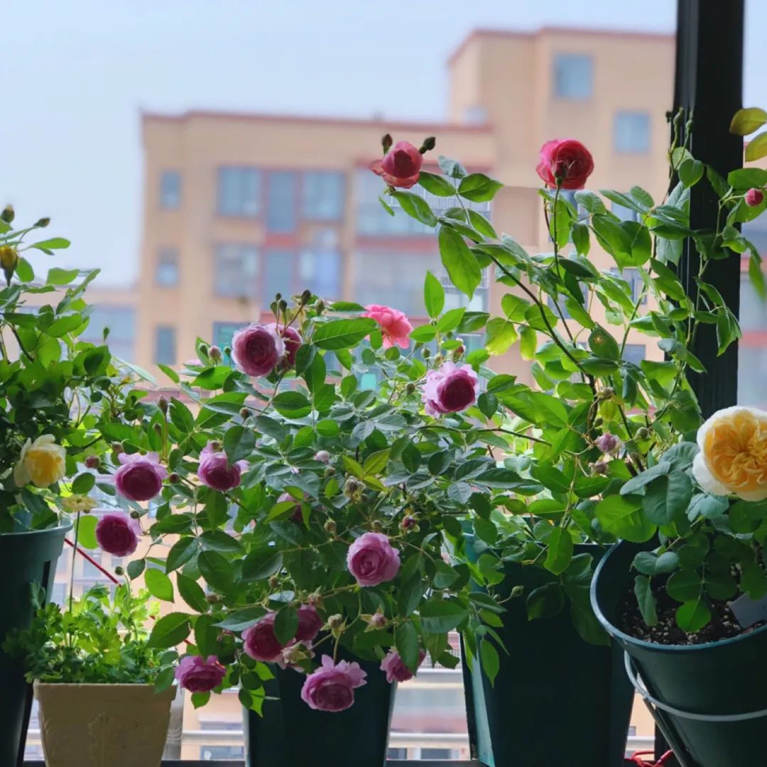 5㎡小阳台，打造治愈系小花园-56