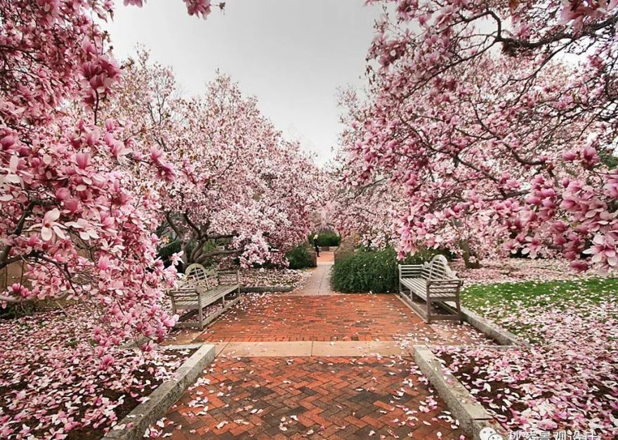 园林文化——寓意解析 | 四君子、花王与雪中四友-120