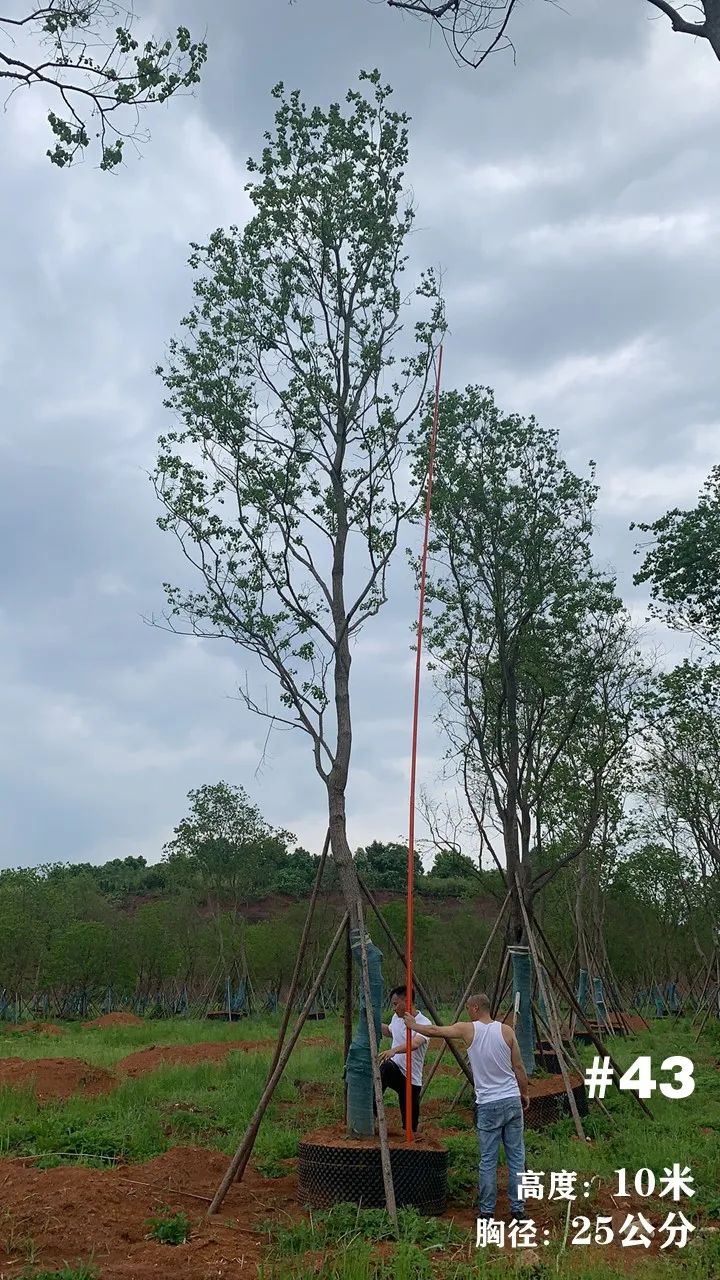 湖南衡阳 148 棵精品乌桕景观设计丨中国衡阳丨看见景观-53