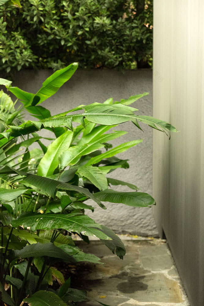 Argyle House 的有机庭院景观-33